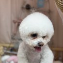 티나네강아지미용실 이미지