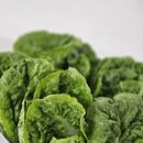 로메인 | 야채의 진수 유러피안샐러드 추천 버터헤드레터스 유러피안채소 미니 로메인 후기