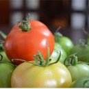 덜익은 토마토 안익은 초록토마토 먹으면 큰일나요 이미지