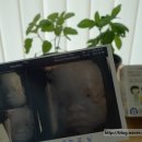 팜포우먼(Pharm for woman) | [철분제] 임산부 철분제: 지엠팜 더아이언포우먼 (The Iron for Woman)