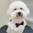 아미고 펫살롱 이미지