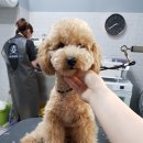 펫살롱케이 이미지