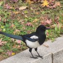 저벅저벅.. 인사 다시 올립니다! 이미지