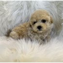 도그마루 고양이 강아지 무료분양 이미지