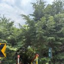 솔빛펜션 | 자연 속에서 즐기기 너무 좋은 하동 숙소 솔빛이야기 독채 펜션 내돈내산 추천 후기(feat. 하동 계곡 추천)