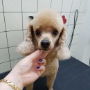 깐돌이네 애견샵 이미지