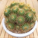 수반농장 이미지