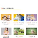 놀러오개 애견유치원 애견호텔 이미지