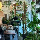 작은가게 | 장안동 카페 &#34;그로우 그리너리&#34; / 애견 동반 가능한 작은 식물 가게 내돈내산 후기