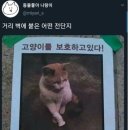 디진다 이미지