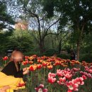 배산체육공원 족구장 | "올해는 서울숲 말고 여기 갑니다" 중랑천 용비쉼터 서울 튤립 명소로 뜨는 이유 있어요