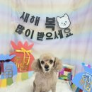 희희퍼피 이미지