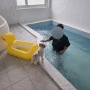 두바이애견풀빌라1 이미지