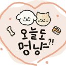 오늘도멍냥 이미지