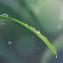 아침이슬 이미지