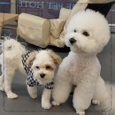 행복유치원 | 리츠펫 애견유치원 호텔 이시아폴리스 이용 후기 봉무동