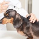 광주첨단YB동물병원 이미지