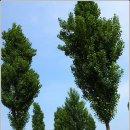 미루나무 이미지