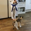 냥냥이 캔따개 네이버블로그