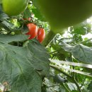 한마음토마토 이미지