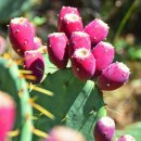 열매이야기 이미지