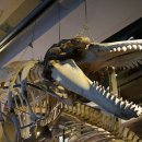 고래박물관 화장실 이미지