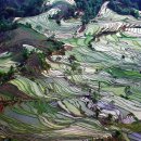 계단식 논(라이스 테라스 Rice Terraces)&#39;의 사진 이미지