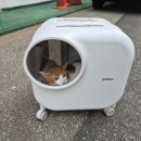 가방위에 고양이 | 질켄 챙기고, 캐리어 담고, 고양이 2마리집사 이사 리얼 후기