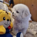 아이러브독 서초점 | 13년 전통 아이러브독 인천점: 건강하고 행복한 반려견과의 첫 만남!