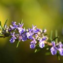 로즈마리 이미지