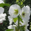 은미약국 이미지