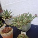 화정역 광장 이미지