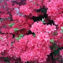 섬진강변 철쭉길 이미지