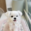 빠몽(PAWMONG) 이미지