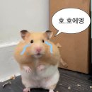 바르다비누 | 항문가려움증 연고만 바르다..1년 (+ 완치후기)