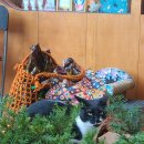 마이요거트립 선유도점 이미지