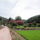 창녕 성사리 모과나무 이미지