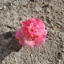 영재농장 이미지