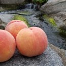 복상농장 이미지