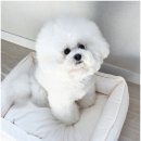 펫마마의집