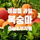 여름철 제철 과일 복숭아 효능 & 복숭아 부작용 이미지