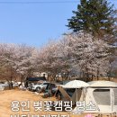 용인 벚꽃명소🌸반딧불캠핑장🌸벚꽃캠핑 후기