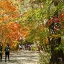 은행나무길 화장실 이미지