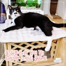 집사들의 여름 필수품 아반펫 고양이쿨매트! 친환경이라 안심하고 사용해요