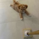 강아지 방문 교육 : 퍼피 트레이닝 꽁지