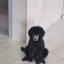 스탠푸켄넬 네이버블로그