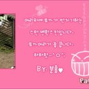 파니사니