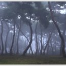 안개숲 이미지