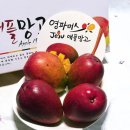 파머스 | 제주애플망고 크기부터 당도까지 완벽한 프리미엄과일 영파머스 솔직 후기!