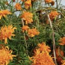 메리골드 이미지